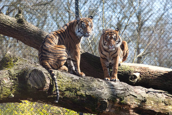 \"Nijmegen, 19-3-2011 . het dispuut Wing van Carolus Magnus gaat met verstandelijk gehandicapten naar Burgers Zoo. NL doet\"