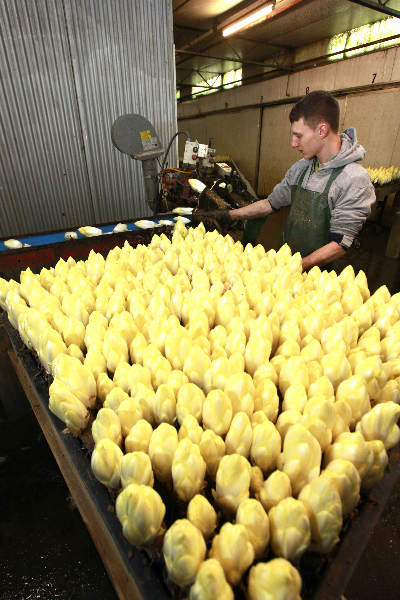 \"Nijmegen, 7-2-2011 . witlofkwekers die aan het werk zijn bij \'Van Raaij Eko BV\"