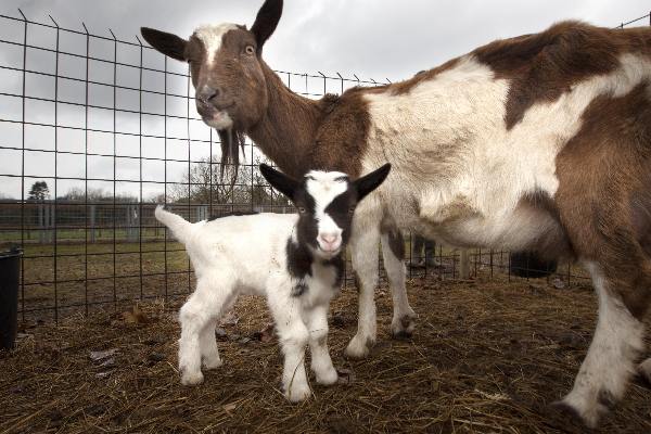 \"Nijmegen, 1-4-2010 . Kinderboerderij Goffert heeft lammetje in Qarantaine vanwege Q-koorts\"