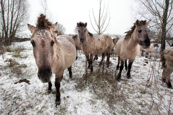 \"Ooij,  kudde konikpaarden,\"