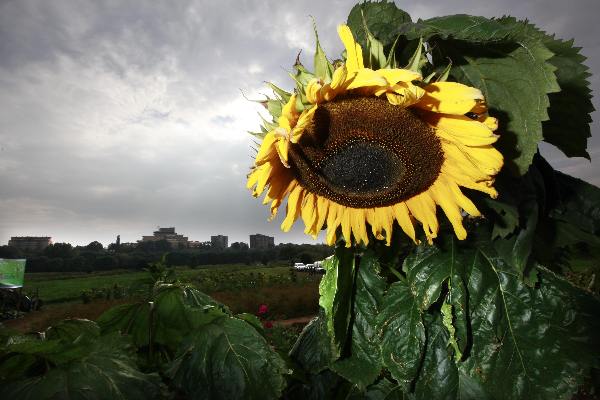 \"Nijmegen, 9-9-2010 . Oogstfeest bij schooltuinen, Schooltuin Wielewaal bij Hollands gemaal\"