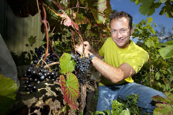 \"Nijmegen, 1-9-2011 . Paul Spierings, amateur-wijnmaker  bij of tussen de wijnstokken in zijn tuin\"