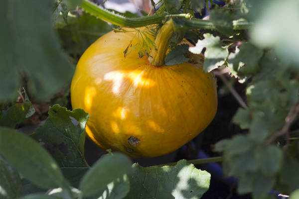 \"Nijmegen, 10-10-2011 . Pompoen uit eigen tuin... dakterras.\"