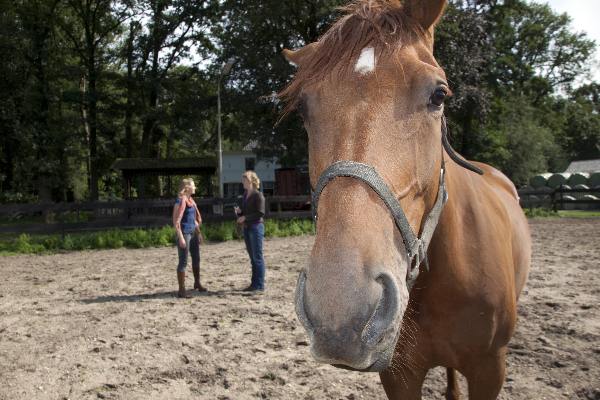 \"Nijmegen, 11-8-2011 . Vakantieboerderij Heydepark, paardenfluisteraar.therapie met behulp van paarden\"