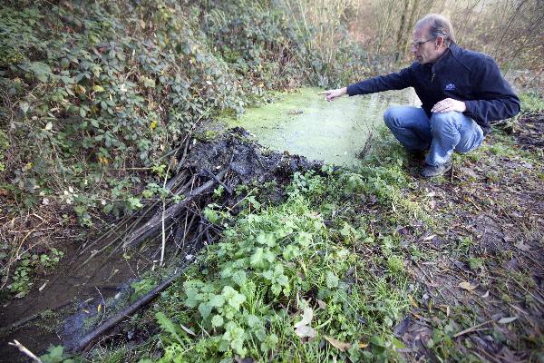 \"Ubbergen, 17-11-2011 . De dam van de bever in het natuurgebied in Ubbergen. bij Notre Dame\"