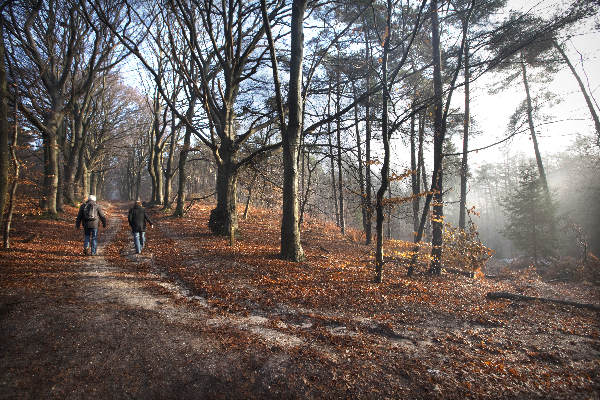 \"Plasmolen, 19-12-2011 . Paul Klinkenberg heeft op vele tientallen bomen op de Kiekberg mysterieuze inscripties ontdekt.\"