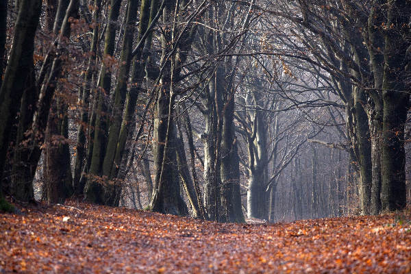 \"Plasmolen, 19-12-2011 . Paul Klinkenberg heeft op vele tientallen bomen op de Kiekberg mysterieuze inscripties ontdekt.\"