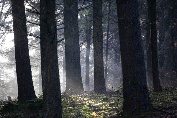 \"Plasmolen, 19-12-2011 . Paul Klinkenberg heeft op vele tientallen bomen op de Kiekberg mysterieuze inscripties ontdekt.\"