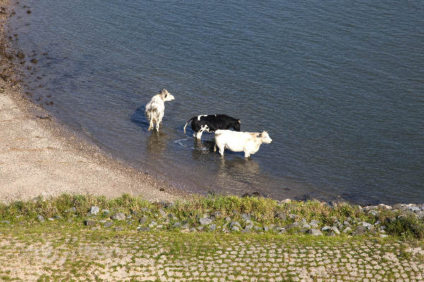 \"Nijmegen, 29-9-2011 . Warme nazomer in Nijmegen, Koeien in de Waal\"