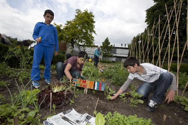 \"Nijmegen, 6-6-2012 . schoolkinderen oogsten sla in schooltuin Helicon\"