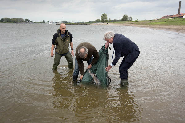 \"Kekerdom, 10-5-2012 . Wouter Hamel en Jan Ter;ouw zetten bij Kekerdom de eerste steur uit.\"