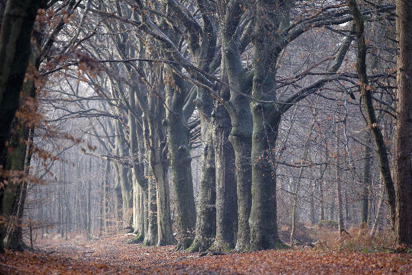 \"Molenhoek, st.Jansberg, boom, bomen, bos\"