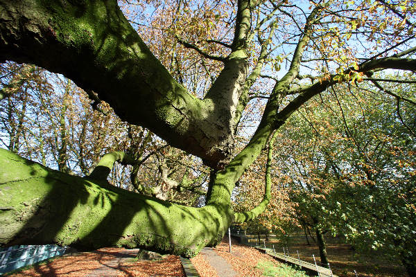 \"Klefkensbos met mooi licht en bomen en Donjon
foto: Gerard Verschooten ? FC\"