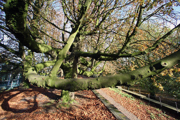 \"Klefkensbos met mooi licht en bomen en Donjon
foto: Gerard Verschooten ? FC\"