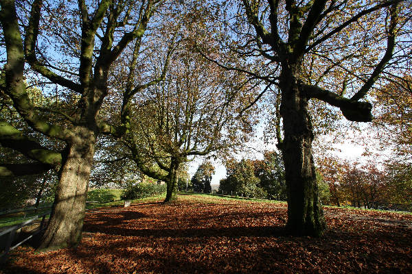 \"Klefkensbos met mooi licht en bomen en Donjon
foto: Gerard Verschooten ? FC\"