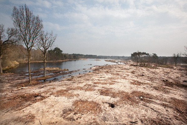 \"overasseltse vennengebied Sint Walrickweg :        vennengebied is maanlandschap geworden door massale bomenkap\"