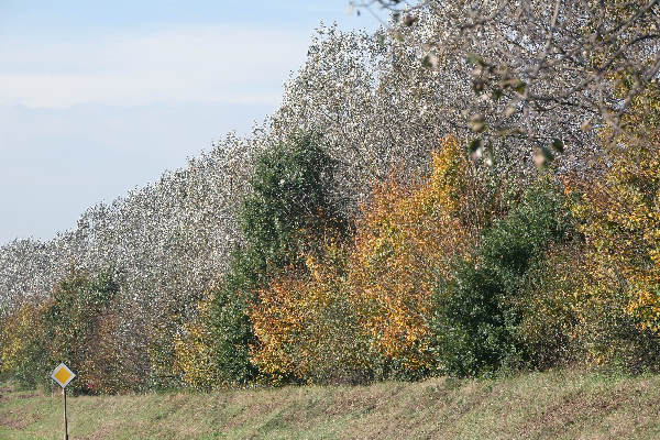 \"Herfstkleuren , witte bomen bij Malden
foto: Gerard Verschooten ? FC\"