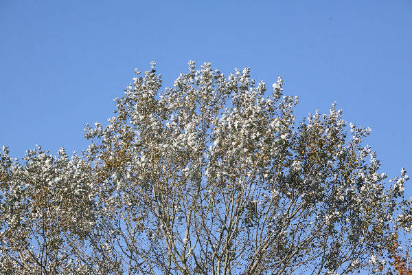 \"Herfstkleuren , witte bomen bij Malden
foto: Gerard Verschooten ? FC\"