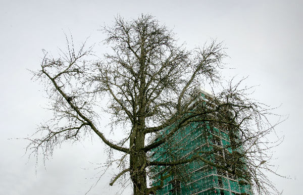 \"Nijmegen, 07-03-2005.
Op de bouwplaats bij de nieuwbouw aan de
voorstadslaan staat een heel bjzondere boom: de japanse noteboom: de gingko
Red. Rijk van Nijmegen
foto: Gerard Verschooten ?  
07-03-2005\"