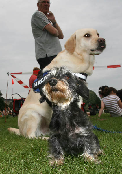 \"Floor, kanninchen-teckel en Macho, Retriever wachten geduldig hun beurt voor de keuring, hondenclub Elshofweg\"