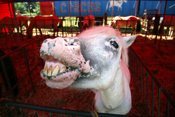 \"Mustang, het lachende paard
Circus Benelux slaat tenten op in Leuth\"