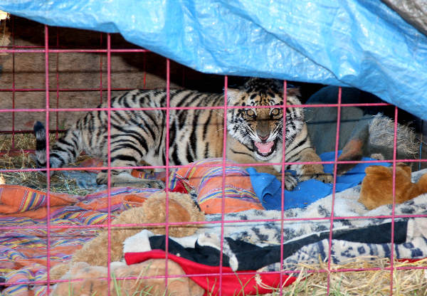 \"circus in Leuth.. met tijger, paard en lama\"