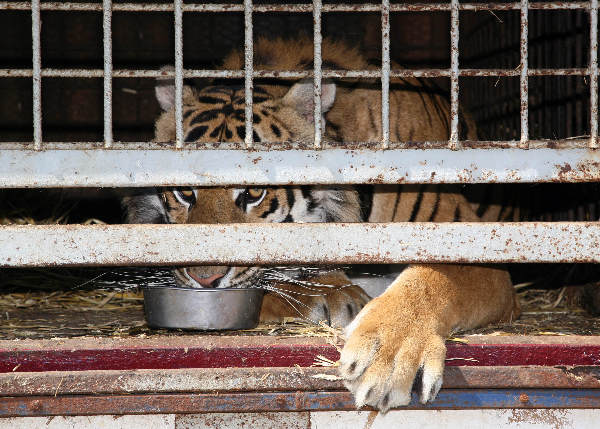 \"circus in Leuth.. met tijger, paard en lama\"