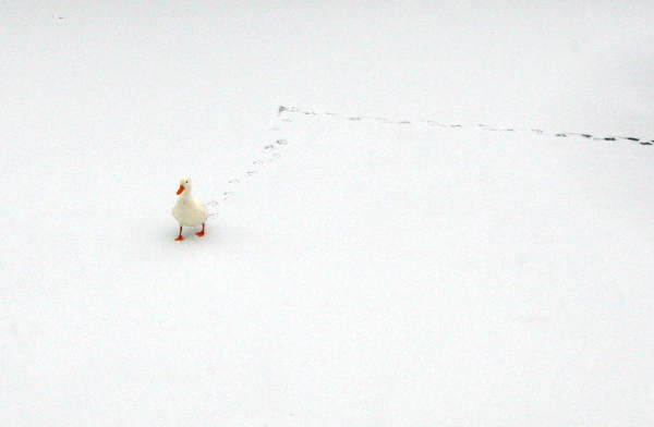 \"Sneeuw in Lindenholt, Broekstraat,\"