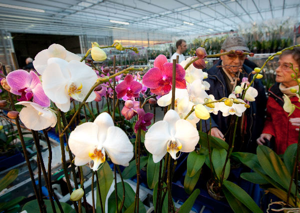 \"Orchideeenkwekerij De Molenhoek , Open dag\"