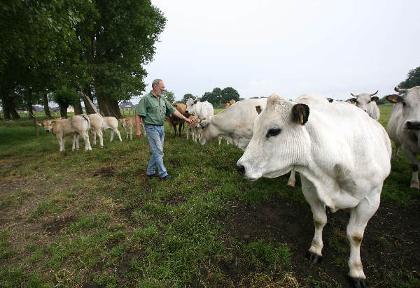 \"boer Godehard Schnutgen doet aan agrarisch
natuurbeheer, foto van ecologisch weiland met biologische Piemonte koeien,

streekgala\"