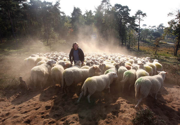 "Herder Sjef beheert met zijn kudde de Overasseltse
Vennen"