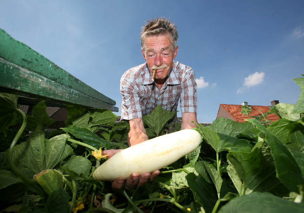 \"Historische tuin, Lent, Arnold Lanters toont de Witte Komkommer!\"