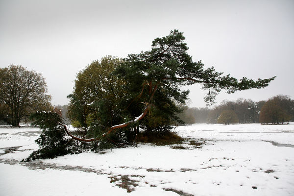 \"Slechte weer van afgelopen week heeft ook in
Heumensoord toegeslagen. Graag voor zo ver mogelijk beeld van geknakte
bomen/afgebroken takken in de sneeuw\"