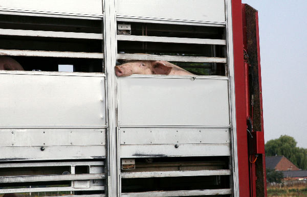 \"Vrachtwagen met varkens staat onbeheerd langs de
weg. bij 37 graden, Sint Hubertusweg_\"