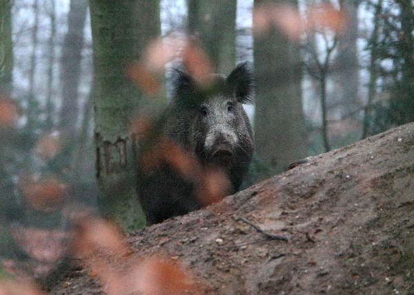 \"Wild zwijn op Limosterrein, Nijmegen\"