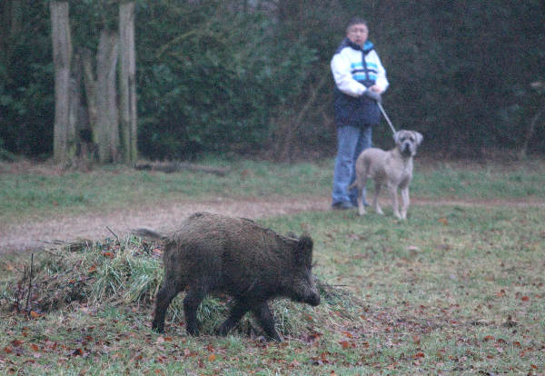 \"Wild zwijn op Limosterrein\"