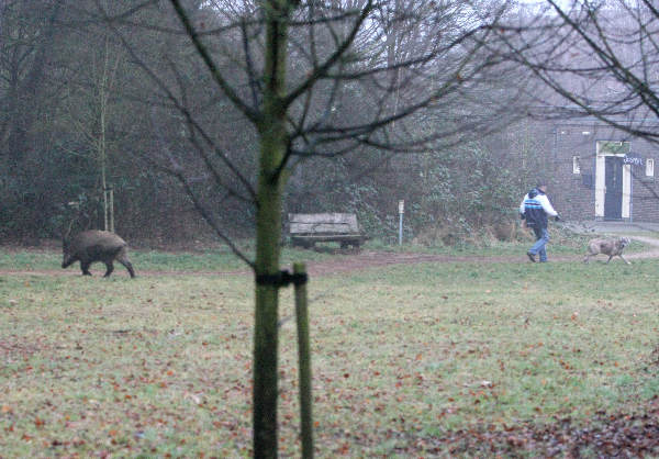 \"Wild zwijn op Limosterrein\"