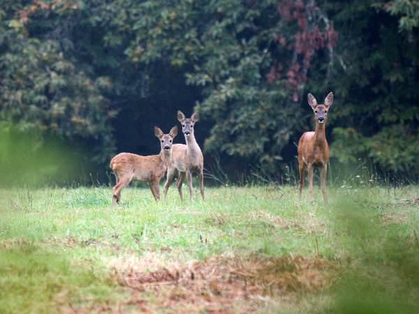 "Frankrijk
Hertjes in bossen bij Limoges"