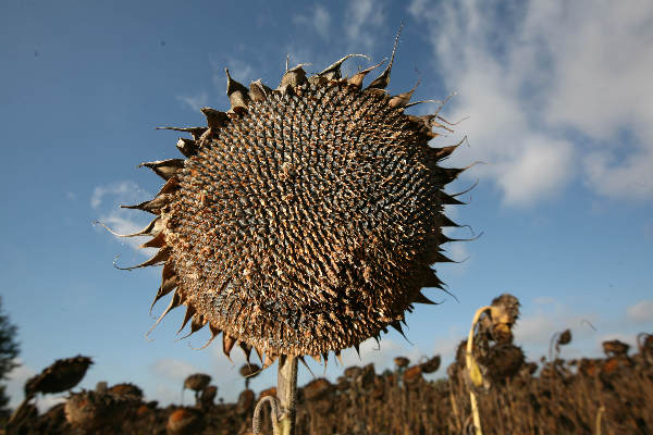 "Frankrijk
Zonnebloemen bij Saulgond"