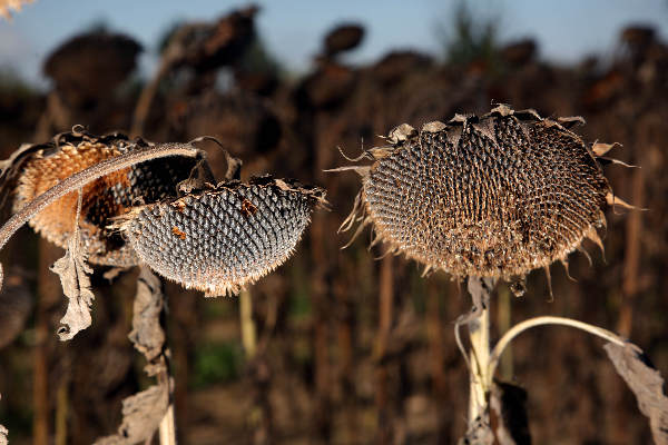 "Frankrijk
Zonnebloemen bij Saulgond"