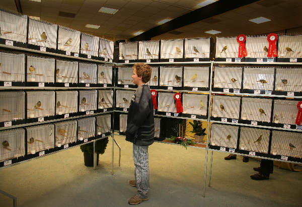 \"Vogelvereniging De Goudvink jubileert met vogelshow. Klokketoren,__\"