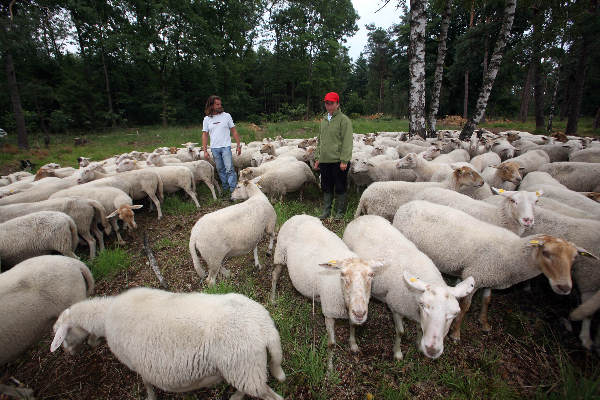 \"Herder en schapen en schaapshond op Heumensoord\"