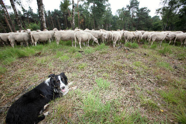 \"Herder en schapen en schaapshond op Heumensoord\"