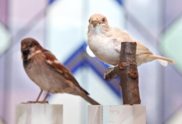 \"Albino huismus naast gewone mus bij nieuwe expositie \'Zie ze vliegen\'   Natuurmuseum Nijmegen\"