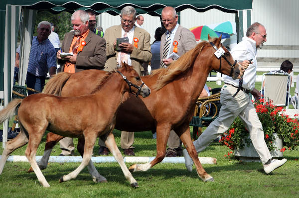 \"Keuring van welsh pony\'s bij manege de Fruithof\"