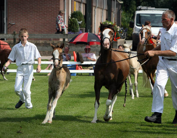 \"Keuring van welsh pony\'s bij manege de Fruithof\"