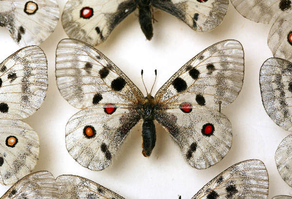 \"Vlinders van de grote vlindertentoonstelling en kasten 
Natuurmuseum\"