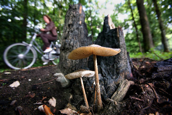 \"Paddestoelen met fiets in Goffertpark\"