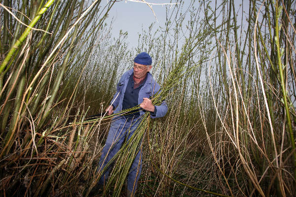 \"vader en zoons vd Ven uit Ooij, Rietdekkers en grient (wilgentenen) kweker\"