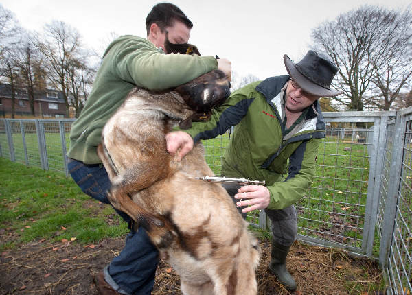 \"Geiten en bokken niet blij met inenting tegen Q-koorts in de kinderboerderij Goffertpark\"